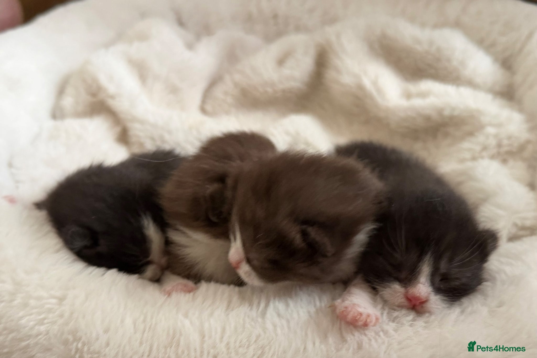 British Shorthair cats Beautiful British shorthairs bi colours  - Advert 9