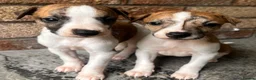 Whippet dogs for sale: One boy, Kennel club registered. - Advert 17
