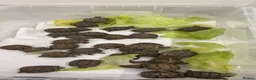 Tortoise reptiles for sale: Tortoise - Advert 7