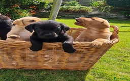 Labrador Retriever dogs for sale: Labrador puppies  - Image 2