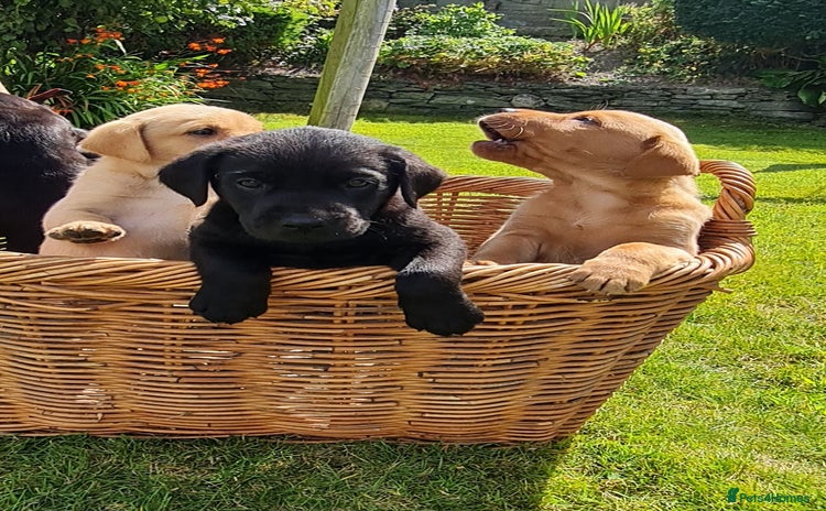 Labrador Retriever dogs - Advert 1