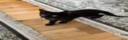 Mixed Breed cats for sale: Black kitten for sale - Advert 5