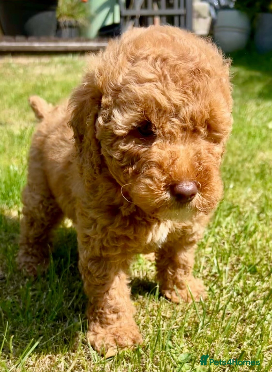Labradoodle dogs READY NOW! Labradoodles F1b Health tested parents  - Advert 1