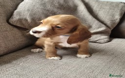 Cocker Spaniel dogs for sale: Working type cocker spaniels - last puppy! - Image 19