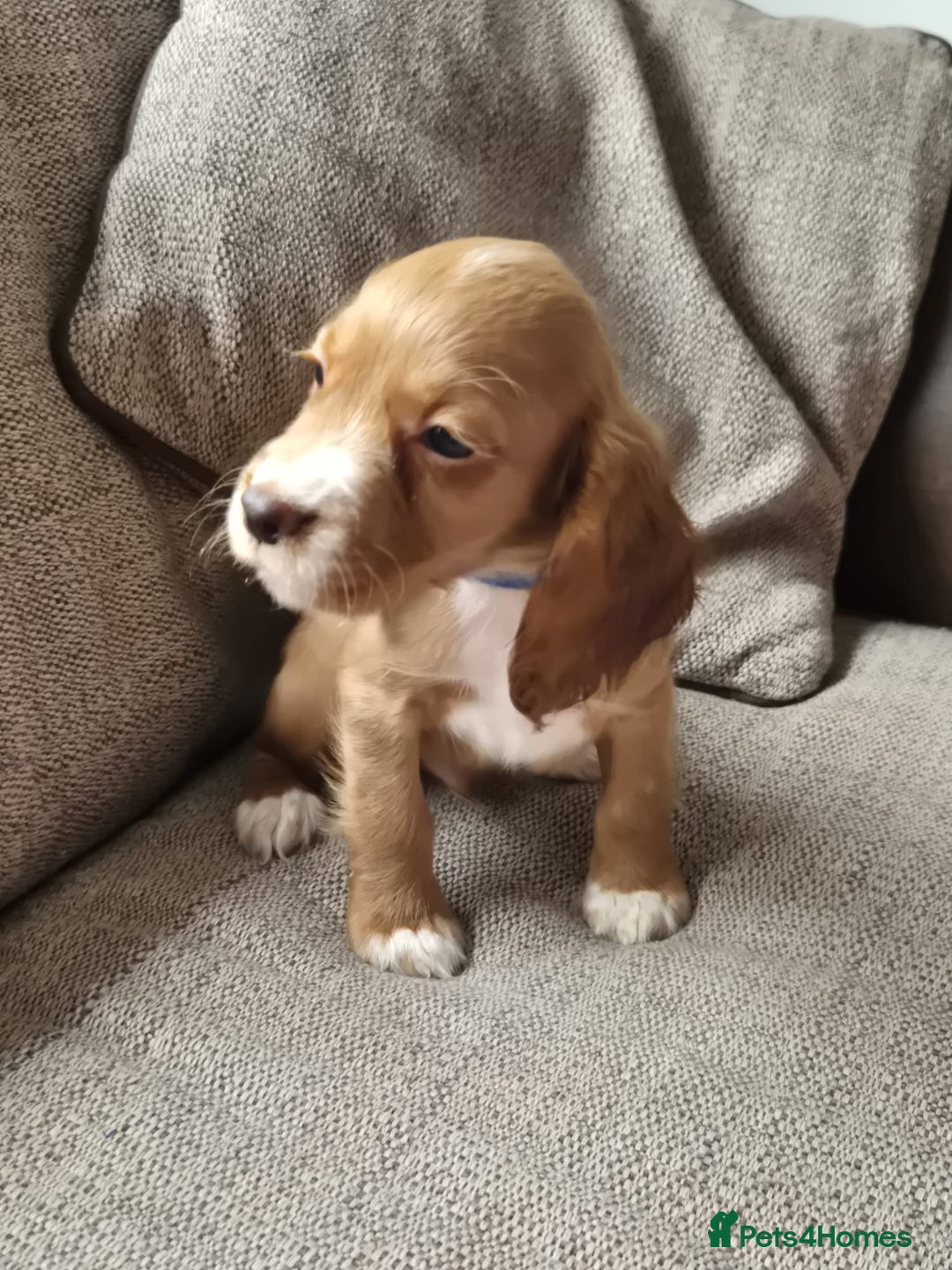Cocker Spaniel dogs for sale: Working type cocker spaniels - last puppy! - Image 19