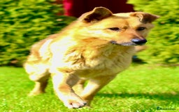 German Shepherd dogs for adoption: Ridgey – The Dog They Left Behind - Image 15