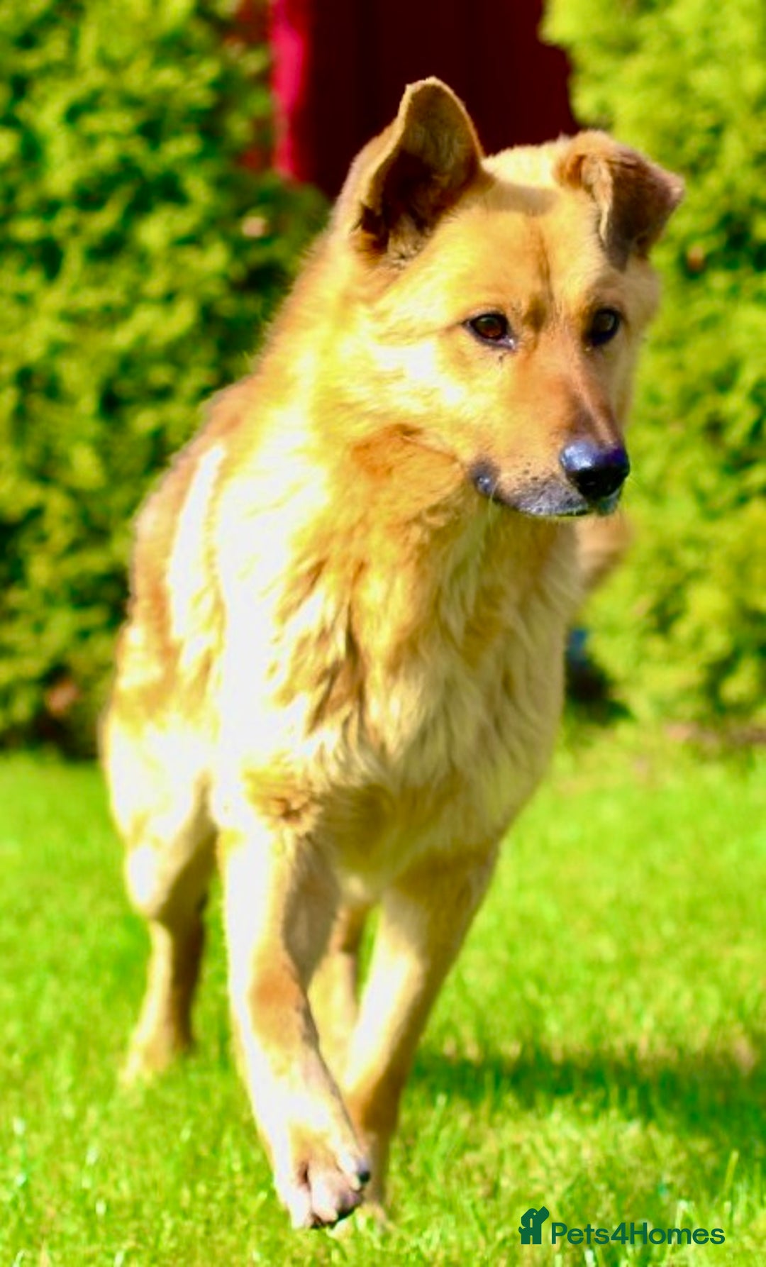 German Shepherd dogs for adoption: Ridgey – The Dog They Left Behind - Image 15