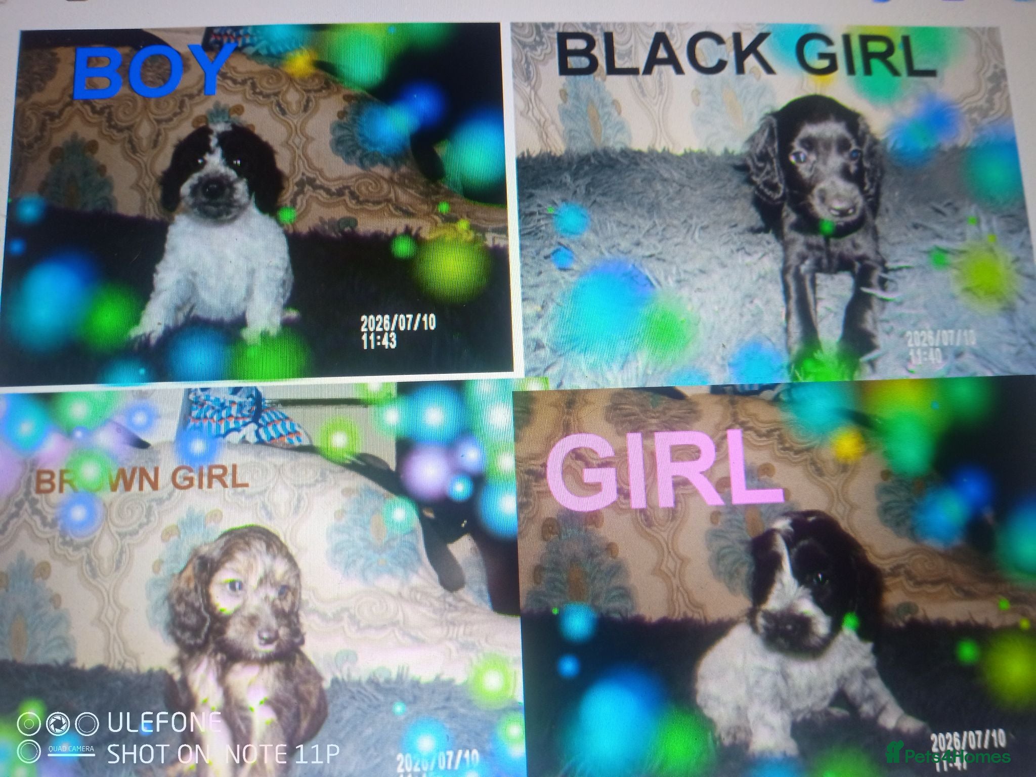 Cockapoo dogs  Cockapoo puppies 1 boy 3 girls - Advert 1