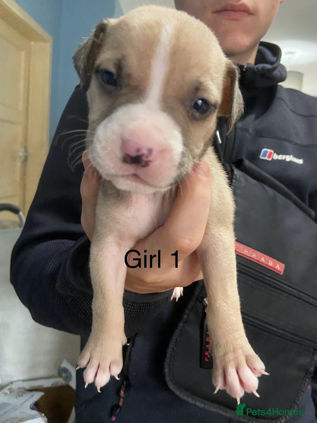 Mixed Breed dogs for sale: Staff x American pocket bully pups  - Image 4