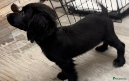 Cocker Spaniel dogs for sale: Last cocker spaniel male  - Image 6