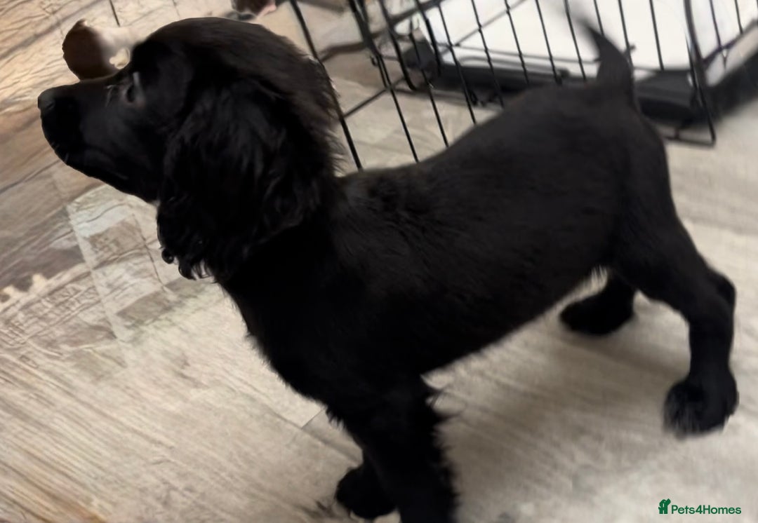 Cocker Spaniel dogs for sale: Last cocker spaniel male  - Image 6