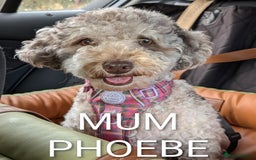 Mixed Breed dogs for sale: Beautiful Miniature Cockerdoodle pups - Image 16