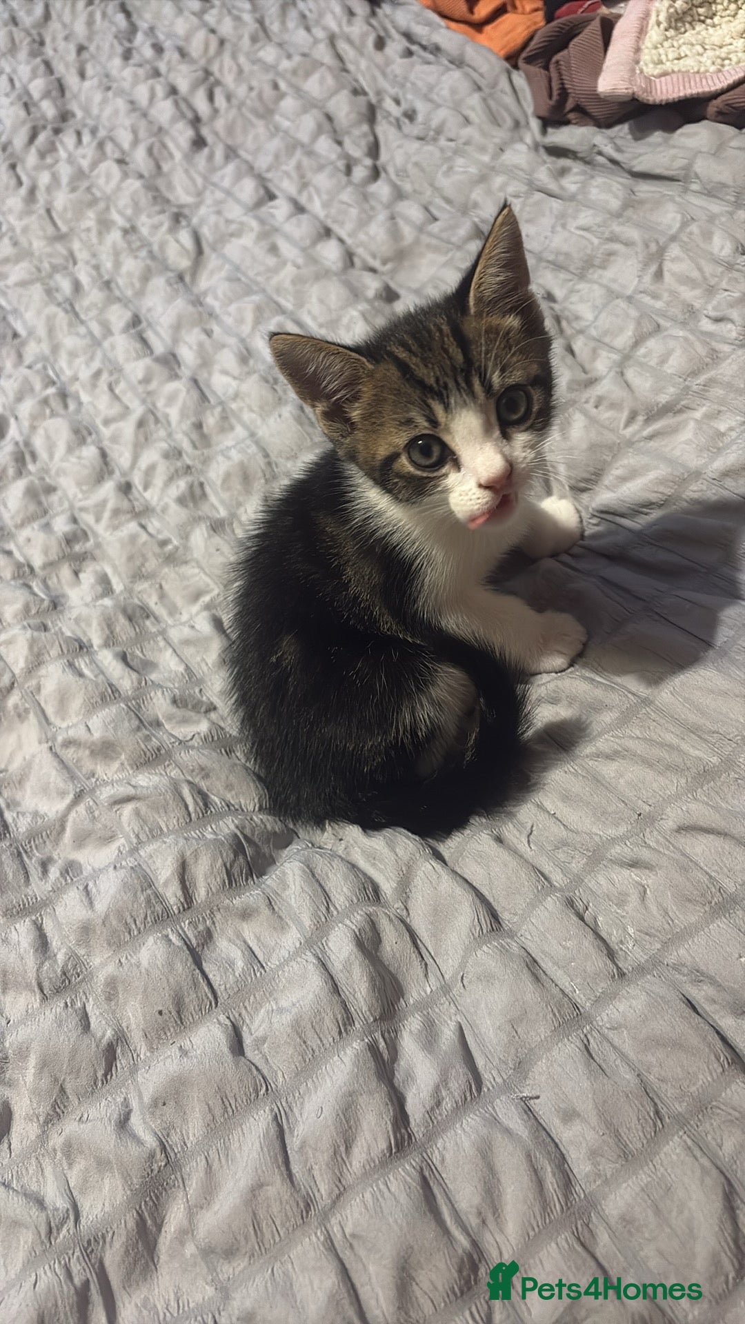 British Shorthair cats for sale: 2 tabby kittens  - Advert 2