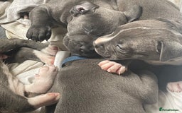 Staffordshire Bull Terrier dogs for sale: Original "Old-Blood" Black/Blue Staff pups *RARE* - Image 4