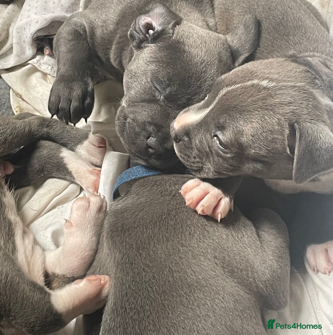 Staffordshire Bull Terrier dogs for sale: Original "Old-Blood" Black/Blue Staff pups *RARE* - Image 4