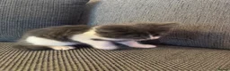 Mixed Breed cats for sale: 8 Week Old Kittens in Birmingham - Advert 5
