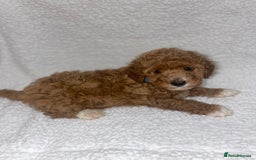 Toy Poodle dogs for sale: Toy poodles  - Image 4