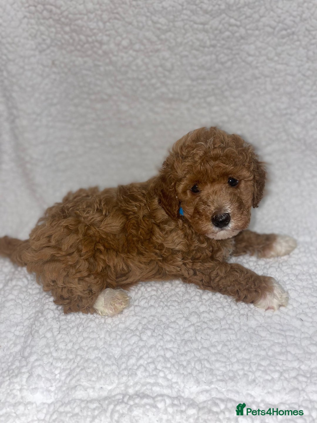 Toy Poodle dogs for sale: Toy poodles  - Image 4