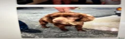Cocker Spaniel dogs for sale: Cocker spaniel puppies  in Bedlington - Advert 8