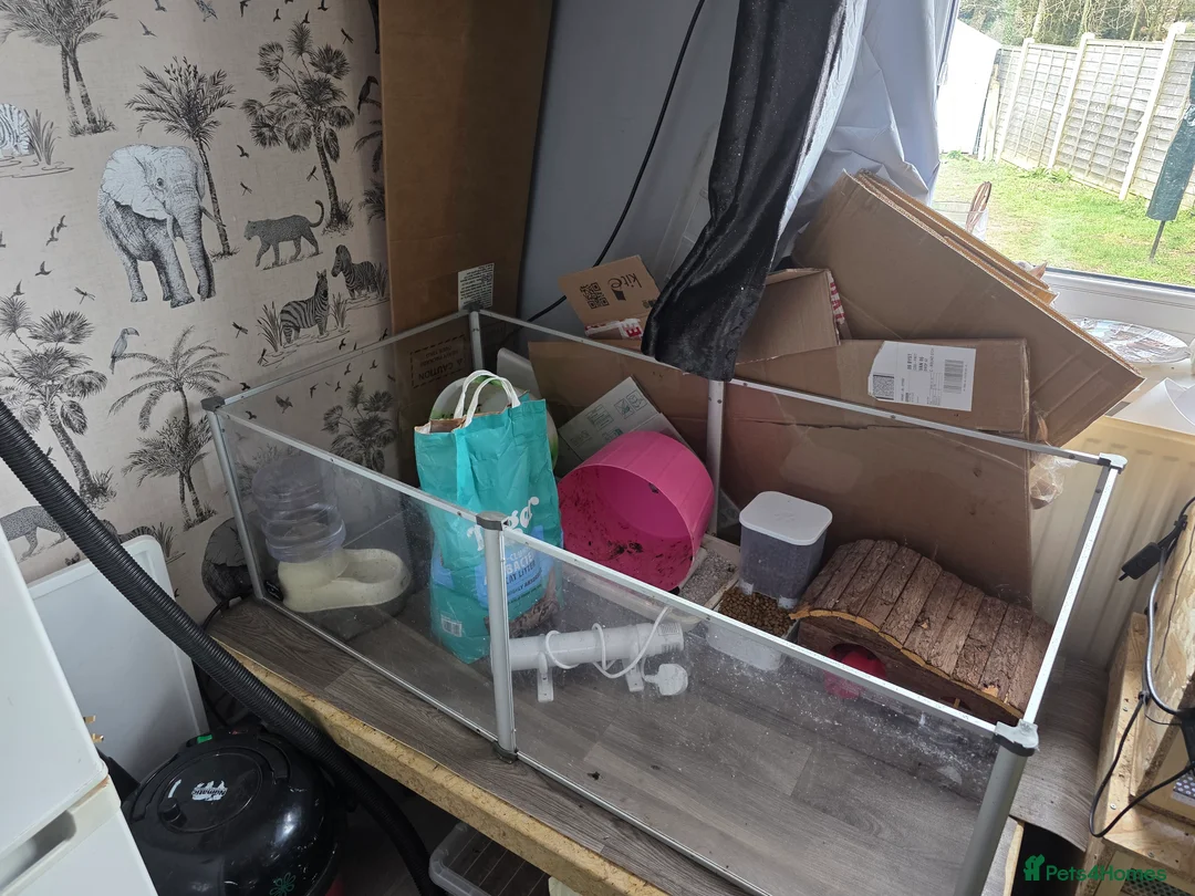 Pygmy Hedgehog rodents for sale: Two African Pygmy Hedgehogs  - Advert 2