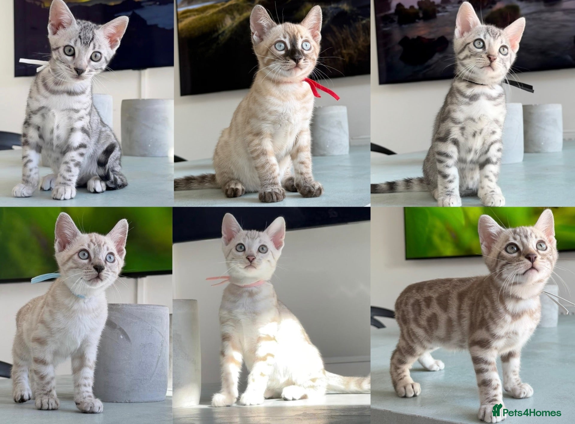 Bengal cats ✨NEW✨ TICA Pedigree Championship Bengal Kittens - Advert 4