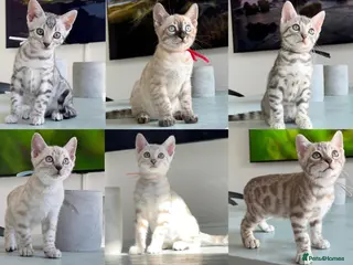 Bengal cats ✨NEW✨ TICA Pedigree Championship Bengal Kittens - Advert 1