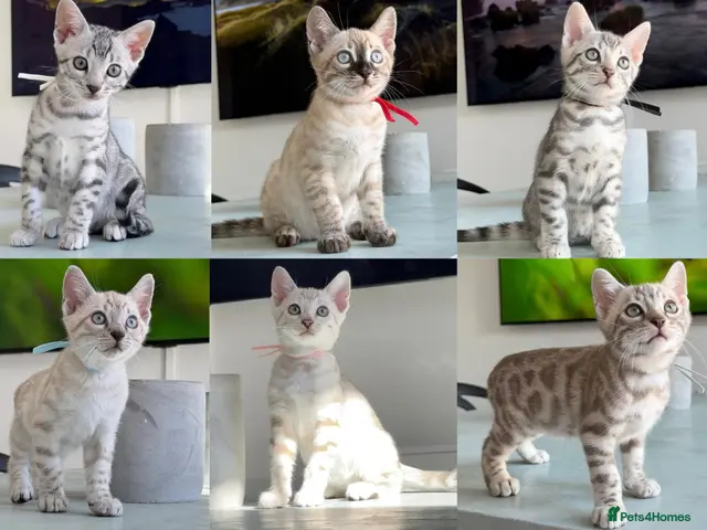 Bengal cats ✨TICA Pedigree✨ Championship Bengal Kittens - Advert 3