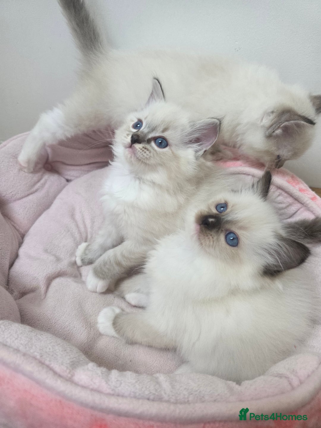 Ragdoll cats for sale: Stunning Ragdoll kitten - Advert 2