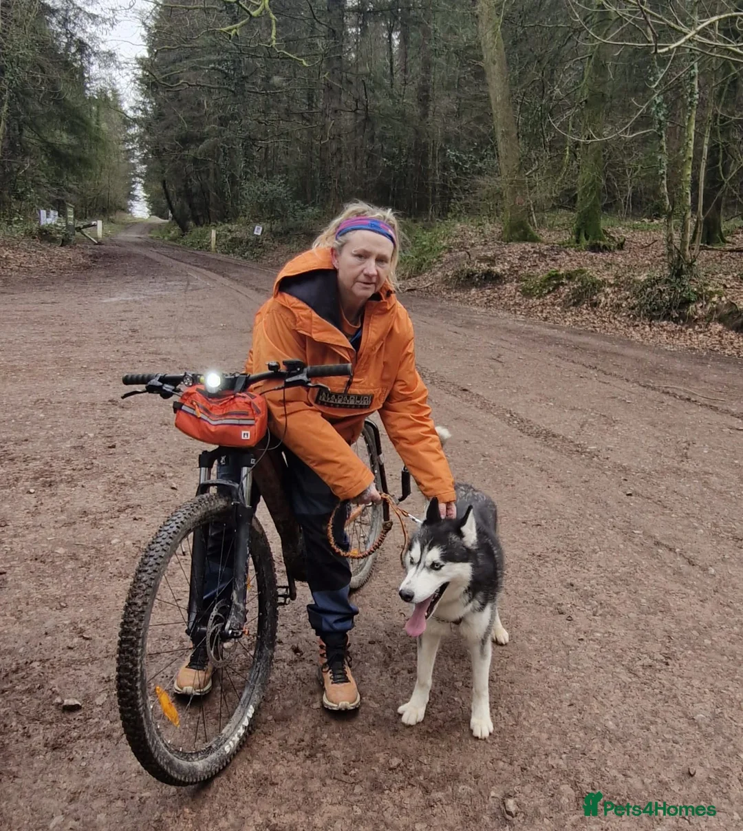 Siberian Husky dogs for stud: beautiful Zeus - Advert 2