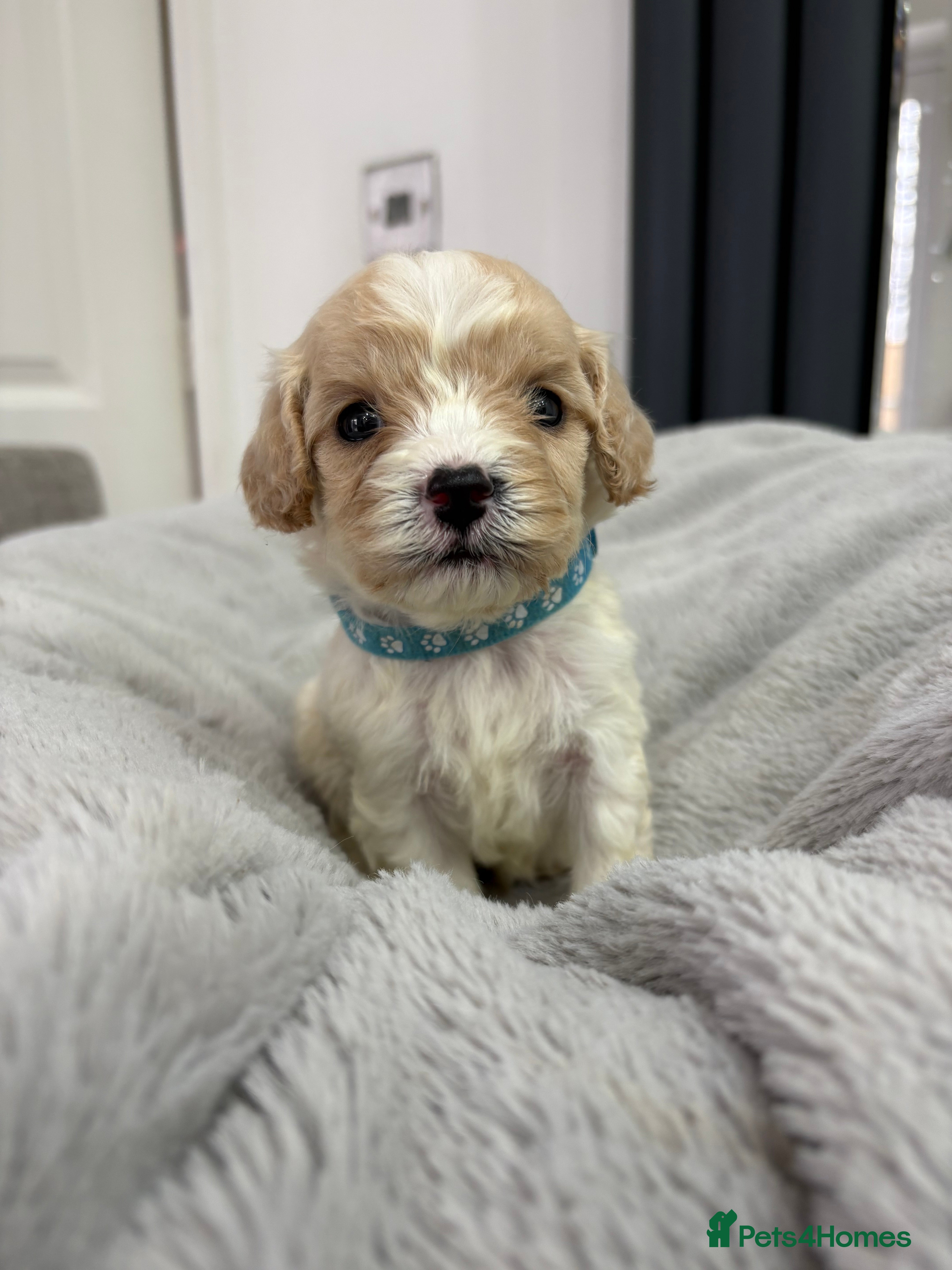 Cavapoo dogs ⭐READY TODAY! 3 Boys F1Toy Health tested Cavapoos⭐ - Advert 5