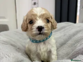 Cavapoo dogs ⭐READY TODAY! 3 Boys F1Toy Health tested Cavapoos⭐ - Advert 5