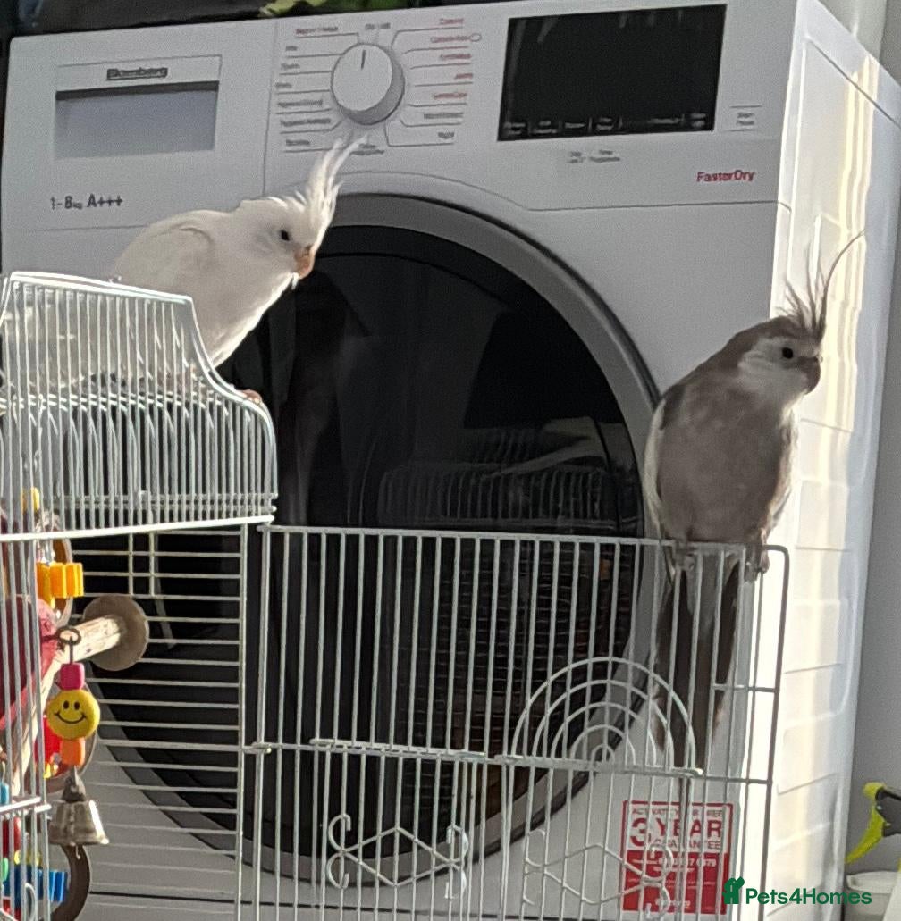 Cockatiels birds Two male cockatiels  - Advert 1