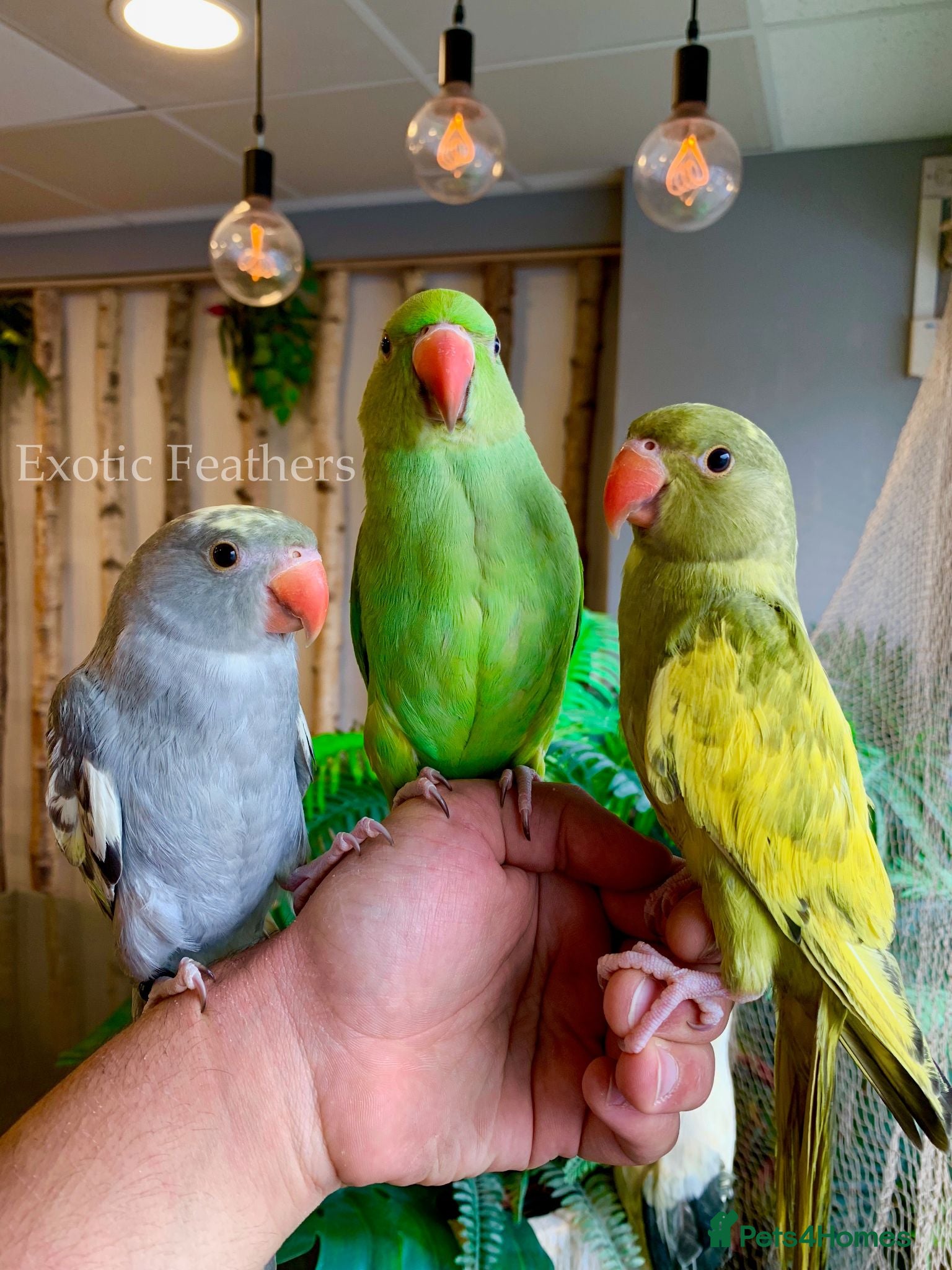 Ringnecks birds Hand Reared Baby Indian Ringneck Parrots For Sale - Advert 1