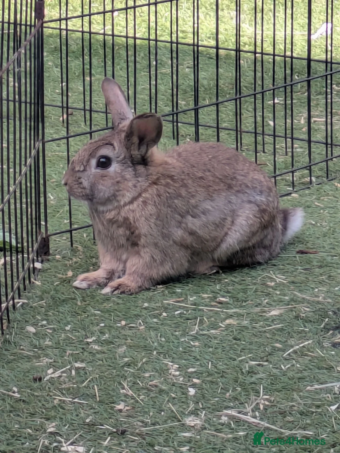 Mixed Breed rabbits for sale: Mixed Breed Rabbit Male in Andover - Advert 1