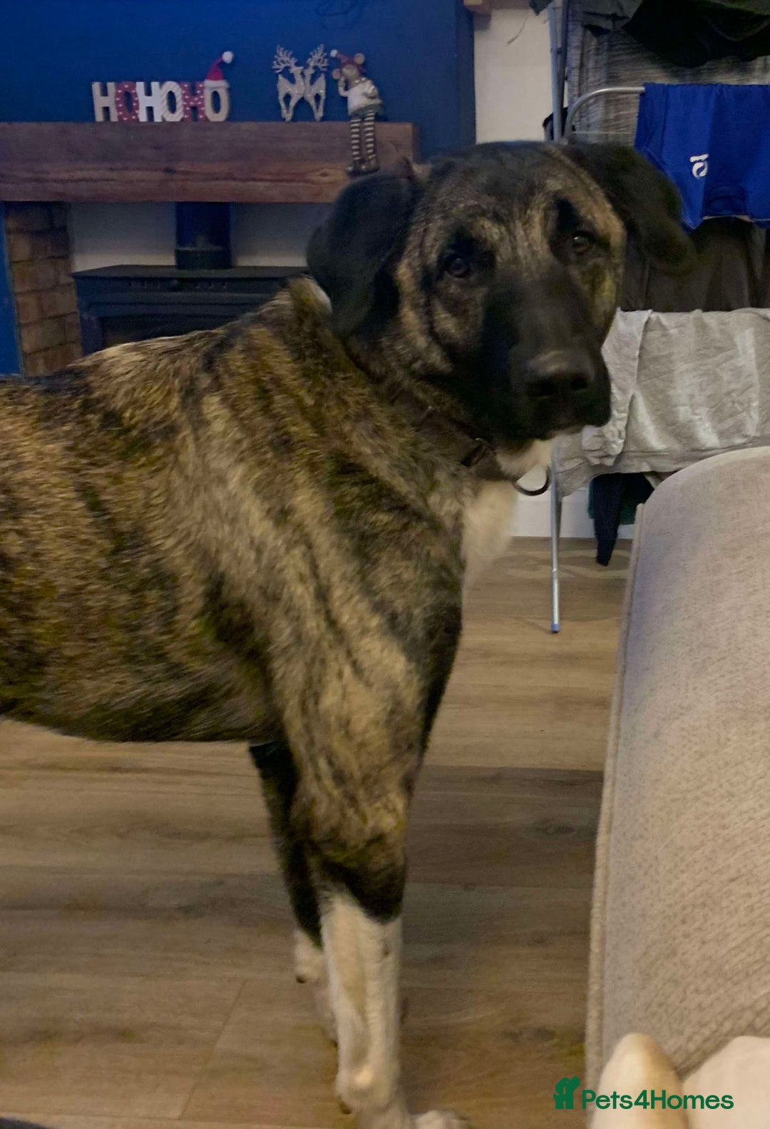 Mixed Breed dogs for adoption: HANK - 3 Years Old, Large Mixed Breed Boy - Advert 13