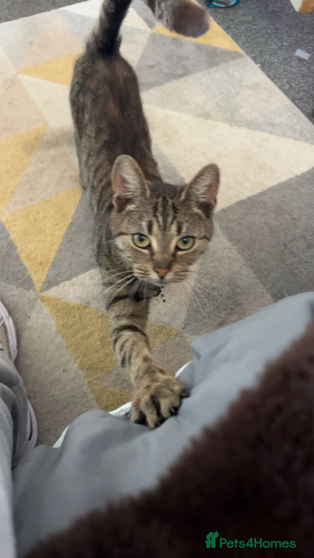 Mixed Breed cats for sale: Beautiful Baby Girl kittens - Advert 2
