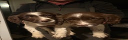 English Springer Spaniel dogs for sale: 5 Springer Spaniel Puppies For Sale - Advert 3