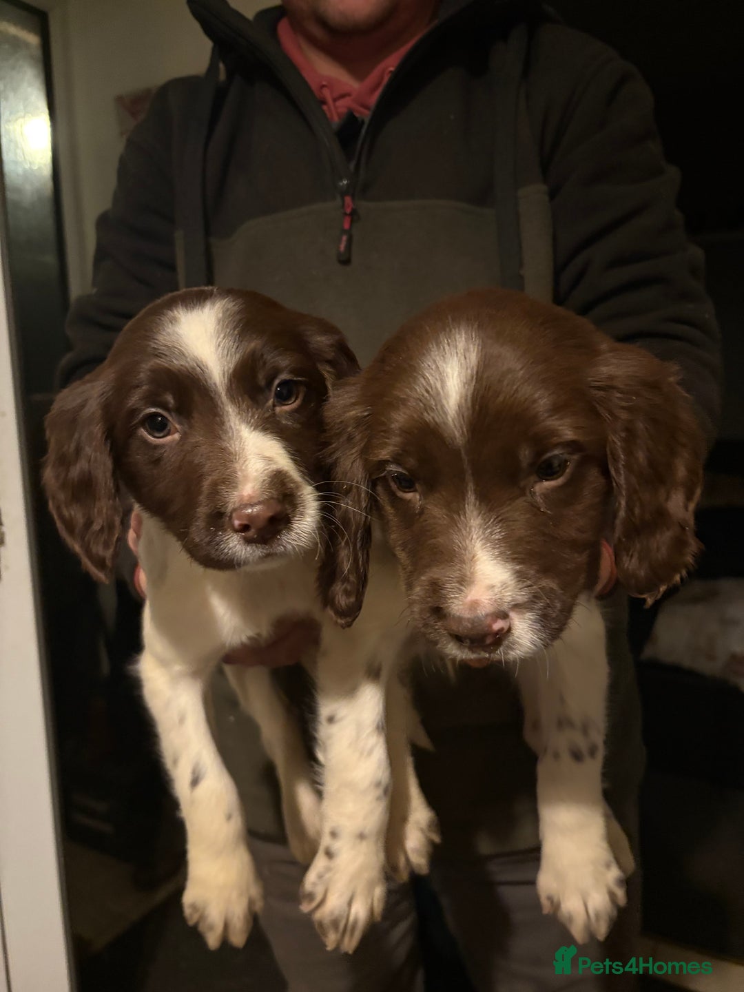 English Springer Spaniel dogs for sale: 5 Springer Spaniel Puppies For Sale - Advert 3