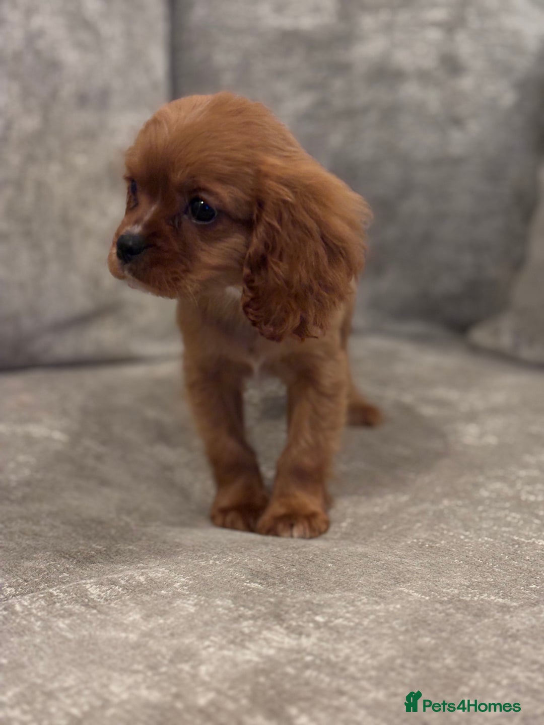 Cavalier King Charles Spaniel dogs for sale: CAVALIER KING CHARLES SPANIEL PUPPIES - Advert 6