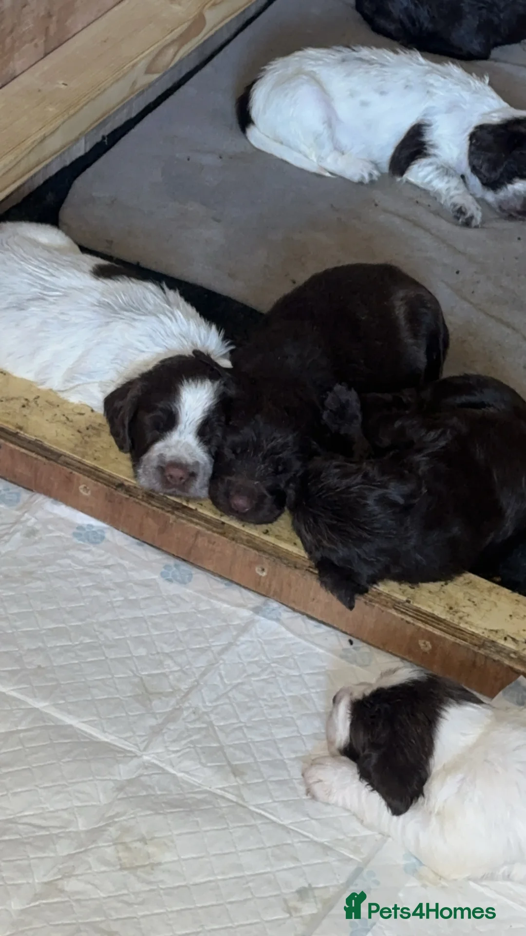 Sprocker dogs for sale: 6 sprocker pups for sale  in Belper - Advert 10