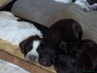 Sprocker dogs 6 sprocker pups for sale - Advert 15
