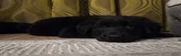 German Shepherd dogs for stud: PROVEN..Beautiful German shepherd for STUD - Advert 12
