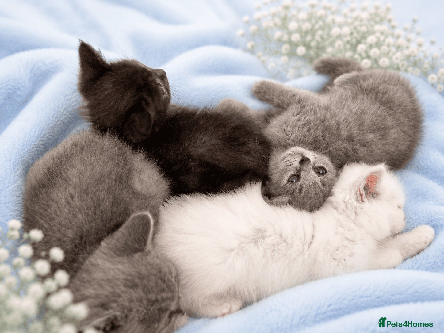 British Shorthair cats 💙🤍🤎 BSH Kittens – Chocolate, Blue & White  - Advert 1