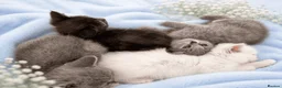 British Shorthair cats for sale: 💙🤍🤎 BSH Kittens – Chocolate, Blue & White  - Advert 1