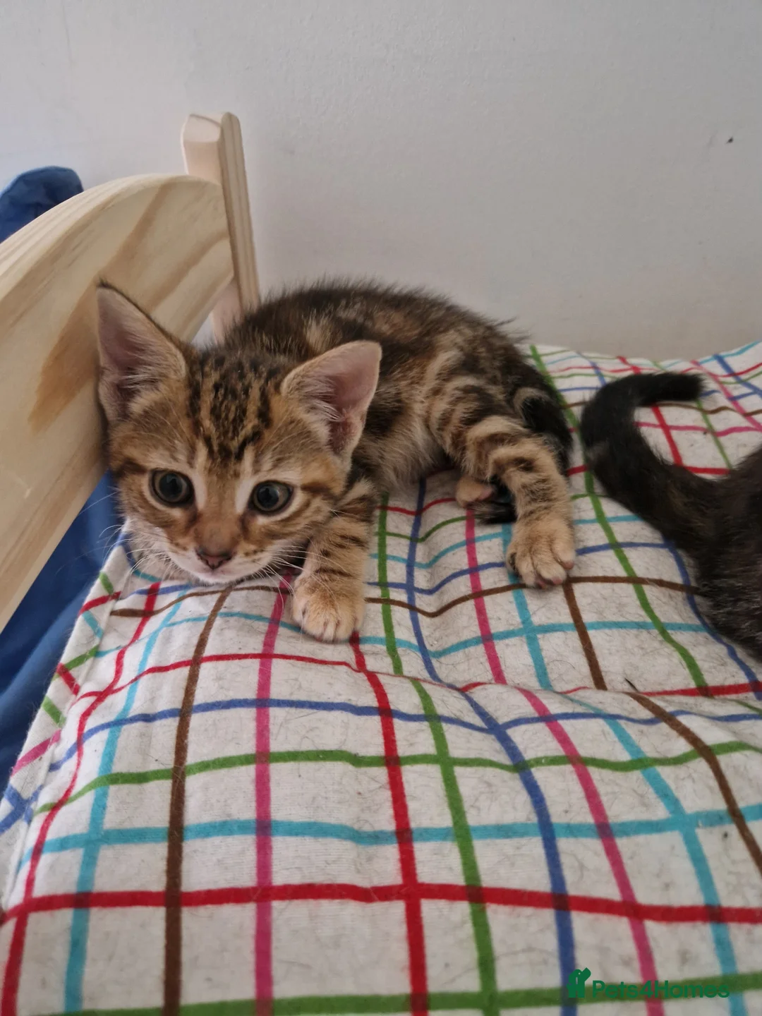 Mixed Breed cats for sale: Kittens looking for their forever home in London - Advert 22