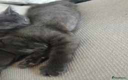 British Shorthair cats for sale: British short-hair  - Image 5