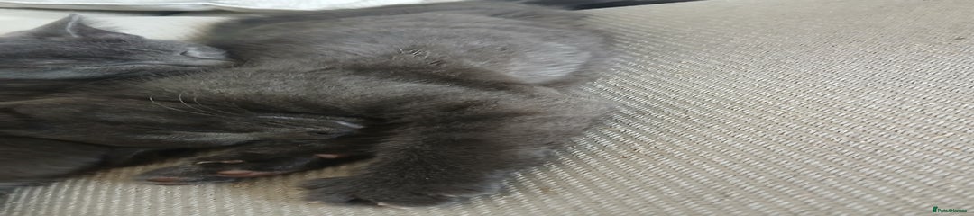 British Shorthair Kitten 2