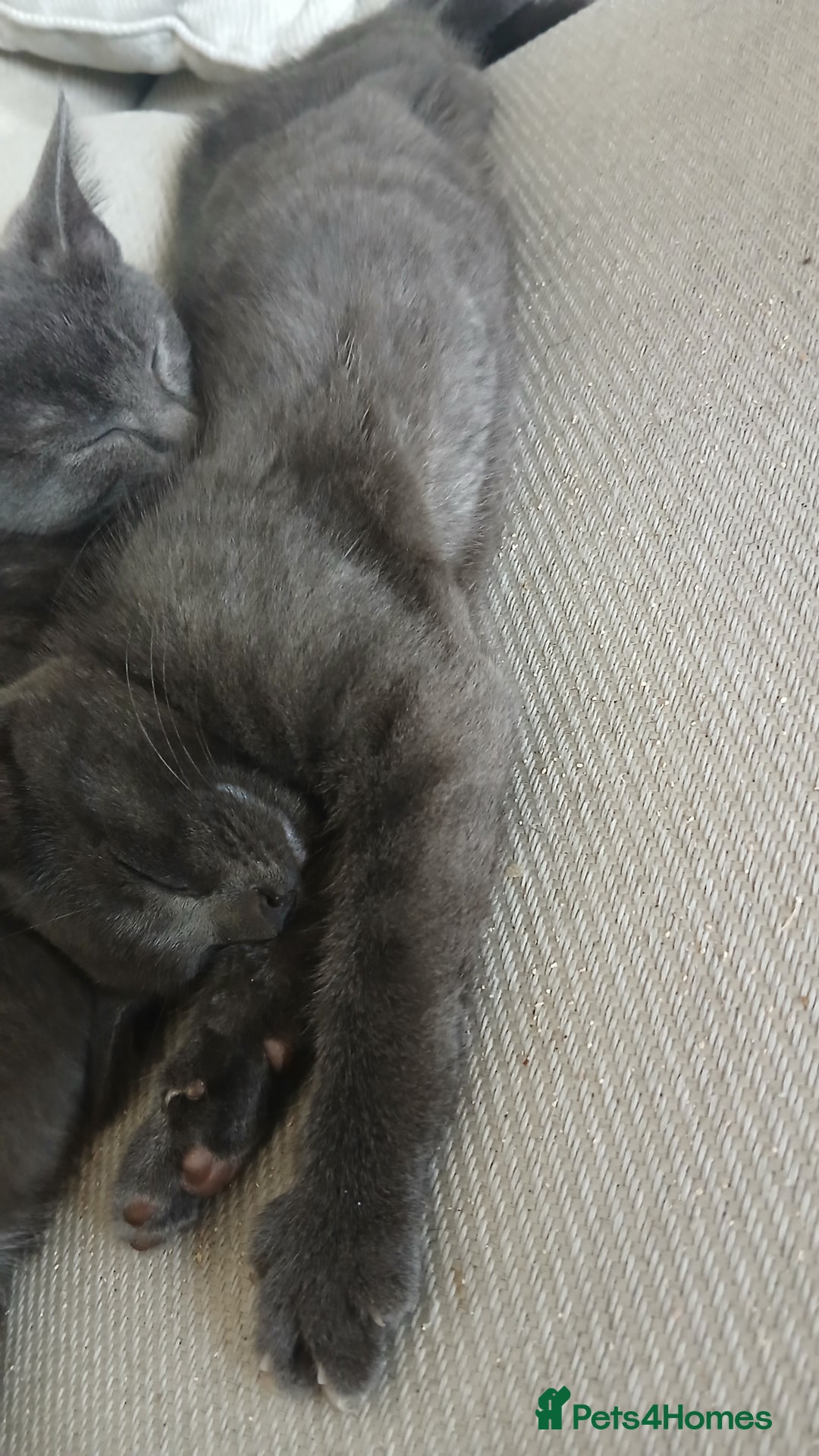 British Shorthair cats for sale: British short-hair  - Image 5