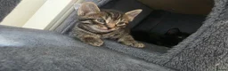 Mixed Breed cats for sale: Beautiful kittens  - Advert 20