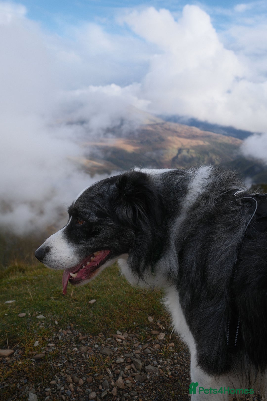 Border Collie dogs for stud: *proven* health tested working merle border collie in Leeds - Advert 2